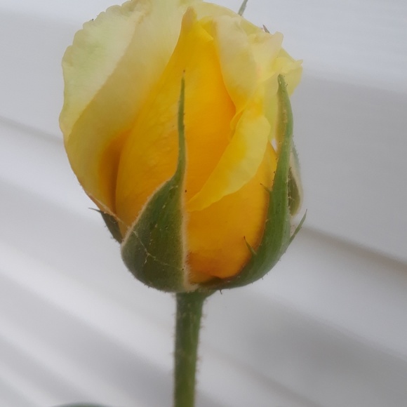 homolka215